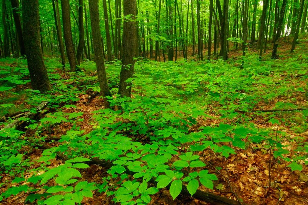 north american forest plants
